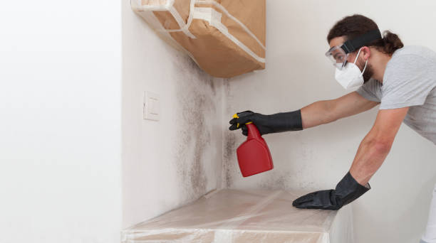 Professional Mold Removal technician working in Morganville, NJ