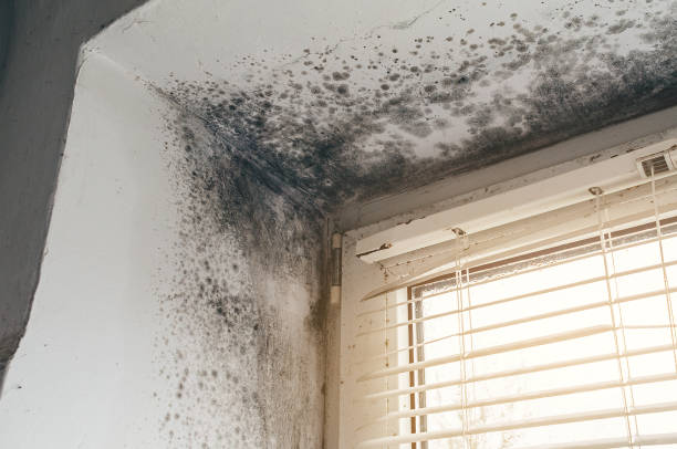 Affordable Mold Removal solutions in Morganville, NJ